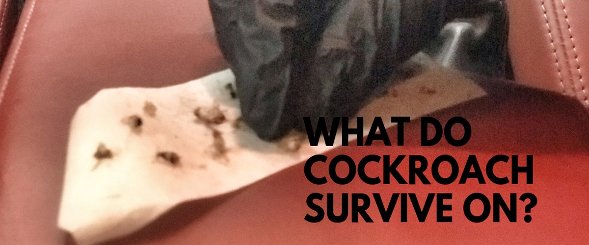 WHAT DO COCKROACHES EAT AND SURVIVE