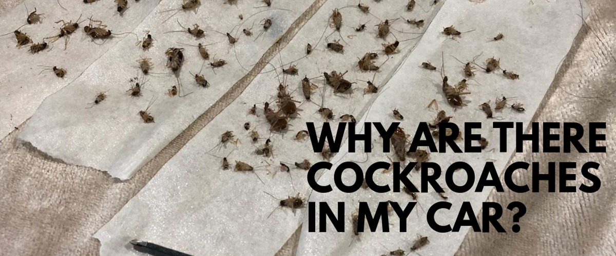 Why are there cockroaches in our cars
